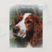 Carte Postale Springer Spaniel Chien Art (Devant)