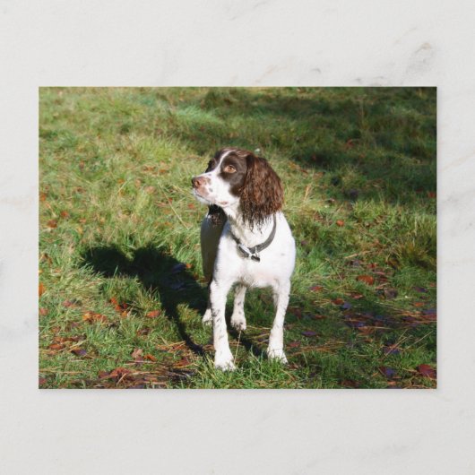 Carte postale Springer Spaniel Dog (Devant)