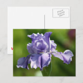 Carte Postale "Springtime Blues" Iris Photographie (Devant / Derrière)