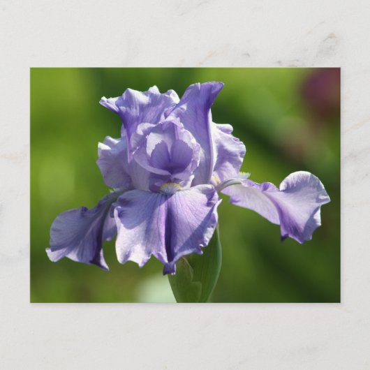 Carte Postale "Springtime Blues" Iris Photographie (Devant)
