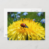 Carte Postale Springtime Ladybird sur Dandelion (Devant / Derrière)