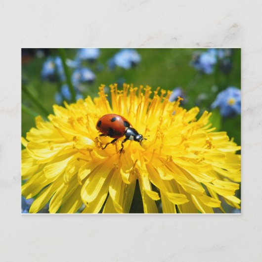 Carte Postale Springtime Ladybird sur Dandelion (Devant)