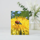 Carte Postale Springtime Ladybird sur Dandelion (Debout devant)