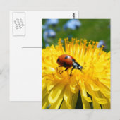 Carte Postale Springtime Ladybird sur Dandelion (Devant / Derrière)