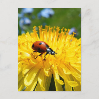 Carte Postale Springtime Ladybird sur Dandelion