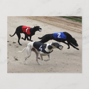 Carte Postale sprint de hêtre