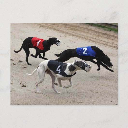 Carte Postale sprint de hêtre (Devant)