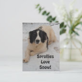 Carte Postale Sprollie Dans La Neige (Debout devant)