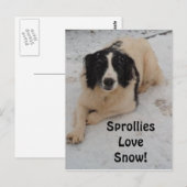 Carte Postale Sprollie Dans La Neige (Devant / Derrière)