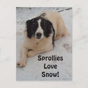 Carte Postale Sprollie Dans La Neige