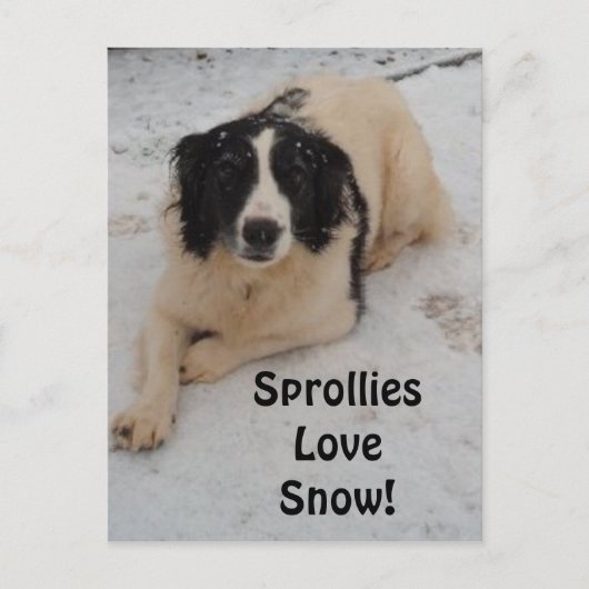 Carte Postale Sprollie Dans La Neige (Devant)