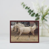 Carte postale Spunky Palomino (Debout devant)