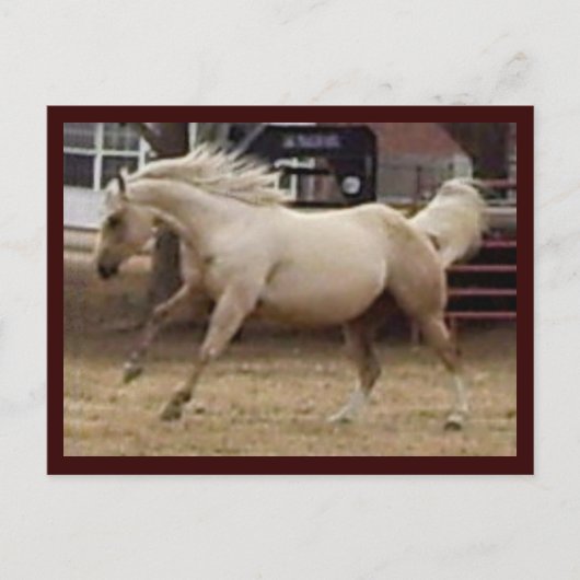 Carte postale Spunky Palomino (Devant)