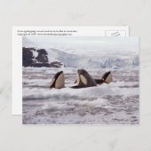 Carte postale Spyhoping Orcas (Devant / Derrière)