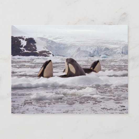 Carte postale Spyhoping Orcas (Devant)