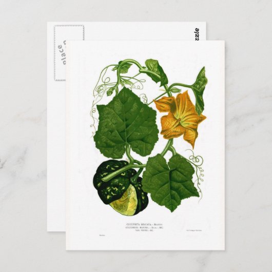 Carte Postale Squash (Cucurbita maxima) (Devant / Derrière)