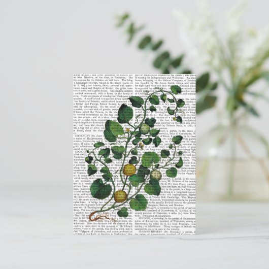 Carte Postale Squash Vine 4 (Debout devant)