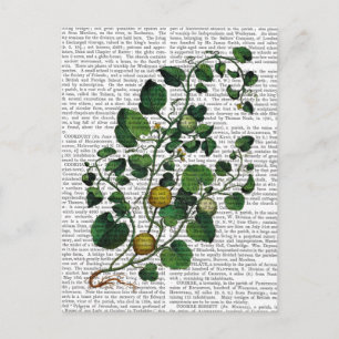 Carte Postale Squash Vine 4