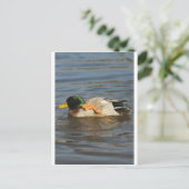 Carte Postale Squeaky (Debout devant)