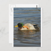 Carte Postale Squeaky (Devant / Derrière)