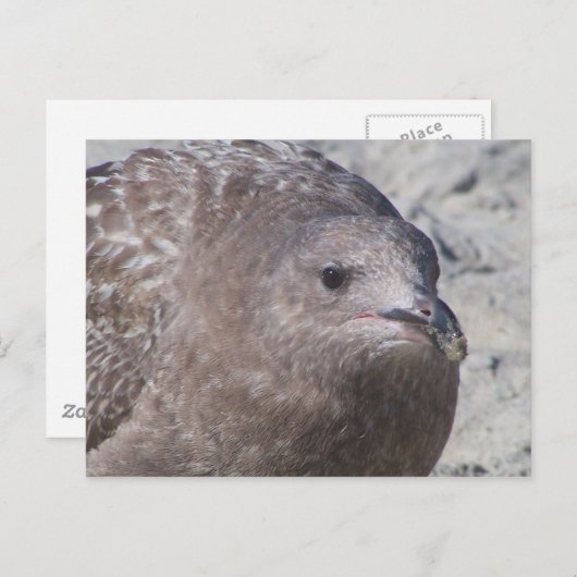 Carte Postale Squeaky (Devant / Derrière)