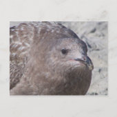 Carte Postale Squeaky (Devant)