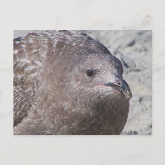 Carte Postale Squeaky (Devant)