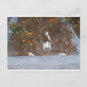 Carte Postale Squelette à Marigolds (Devant)