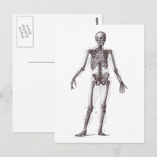 Carte Postale Squelette complet (Devant / Derrière)