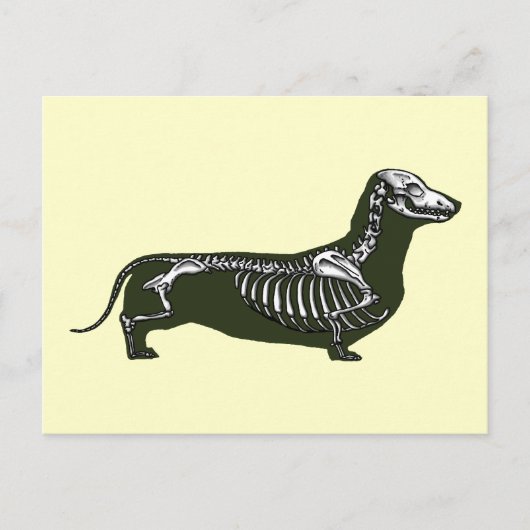 Carte Postale squelette dachshund (Devant)