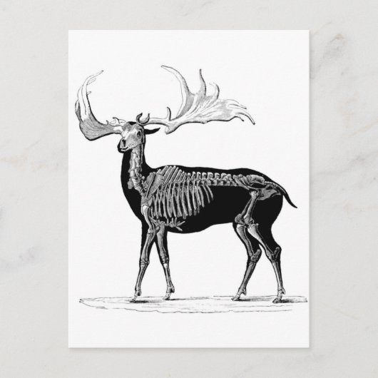 Carte Postale Squelette de cerf (Devant)