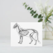 Carte Postale Squelette de chat (Debout devant)