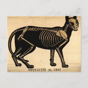 Carte Postale Squelette de chat vintage