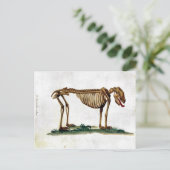 Carte Postale Squelette de chien vintage (Debout devant)