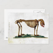 Carte Postale Squelette de chien vintage (Devant / Derrière)