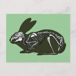 Carte Postale squelette de lapin