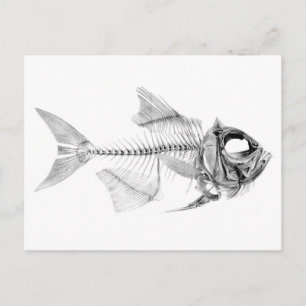 Carte Postale Squelette de poisson vintage gravure