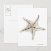 Carte Postale Squelette de Starfish, gros plan (Devant / Derrière)
