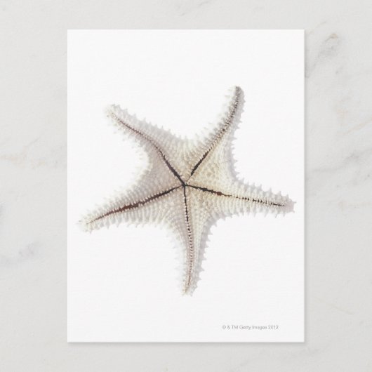 Carte Postale Squelette de Starfish, gros plan (Devant)