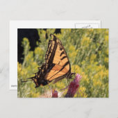 Carte Postale Squelette de tigre occidental (Devant / Derrière)