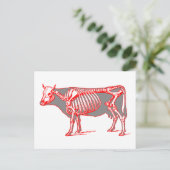 Carte Postale Squelette de vache (Debout devant)