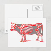 Carte Postale Squelette de vache (Devant / Derrière)