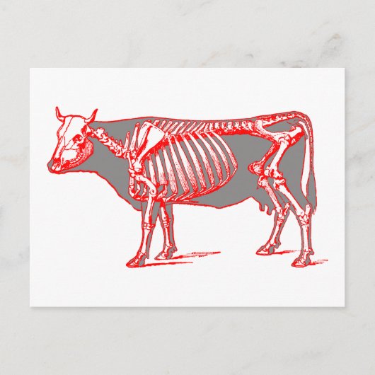 Carte Postale Squelette de vache (Devant)