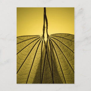 Carte Postale Squelette feuille