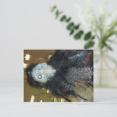 Carte Postale Squelette habillé (Debout devant)