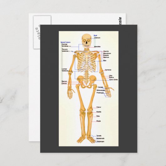 Carte Postale Squelette humain labellisé (Devant / Derrière)