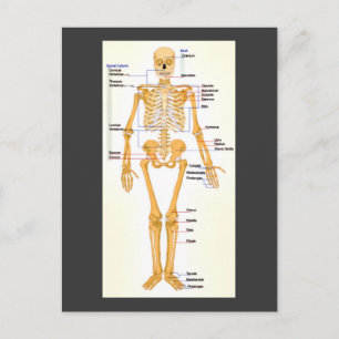 Carte Postale Squelette humain labellisé