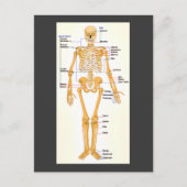 Carte Postale Squelette humain labellisé (Devant)