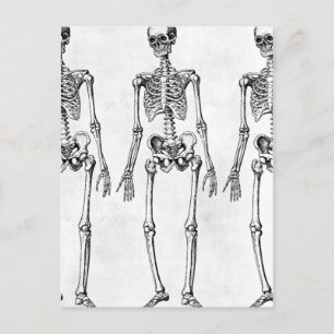 Carte Postale Squelettes
