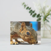 Carte Postale Squirrel Closeuse Manger (Debout devant)